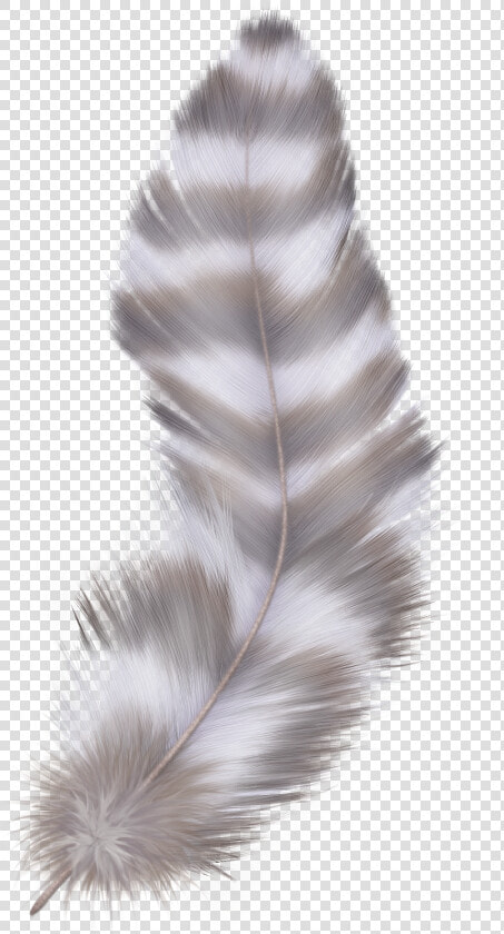 Feather Png   Grey Feather With Transparent Background  Png DownloadTransparent PNG