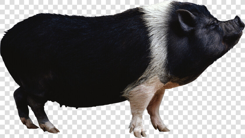 Pot Bellied Pig Clipart Clipground   Black Pig Png  Transparent PngTransparent PNG