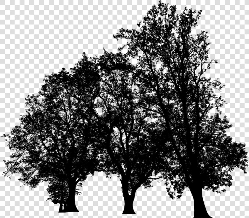 Plant leaf california Live Oak   Plane tree Family  HD Png DownloadTransparent PNG