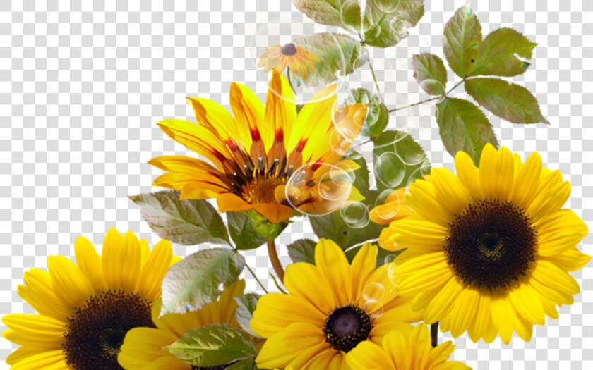 Transparent Sunflower Bouquet Clipart   Clipart Transparent Background Sunflower  HD Png DownloadTransparent PNG