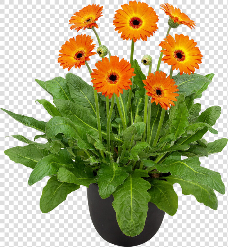 Gerbera Plant Png  Transparent PngTransparent PNG