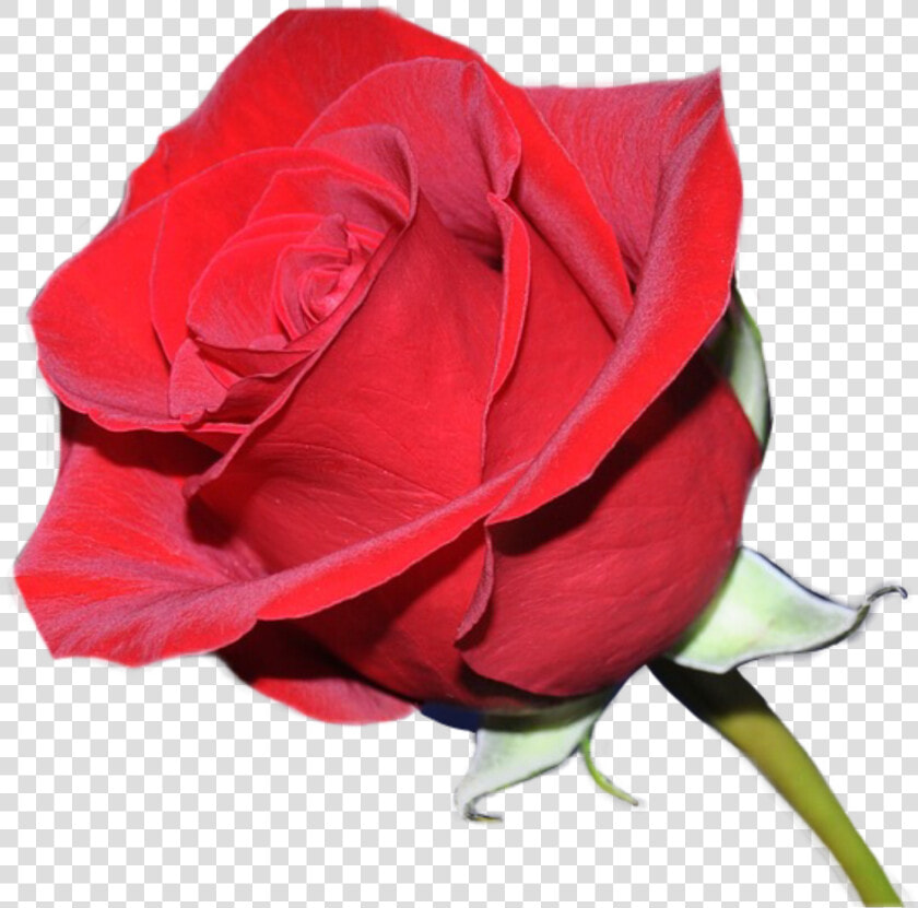  rosas Rojas   Amharic Love  HD Png DownloadTransparent PNG