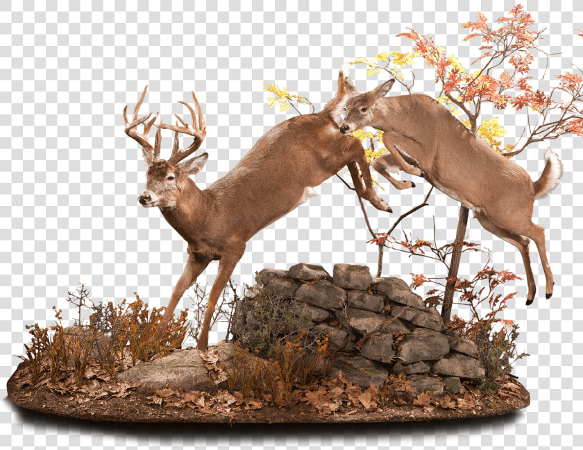 Whitetail Deer Running Taxidermy   Elk  HD Png DownloadTransparent PNG