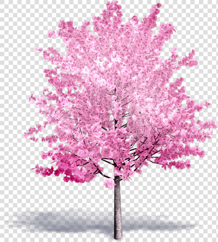 Cherry Tree In Bloom   Cherry Blossom Tree 3d  HD Png DownloadTransparent PNG