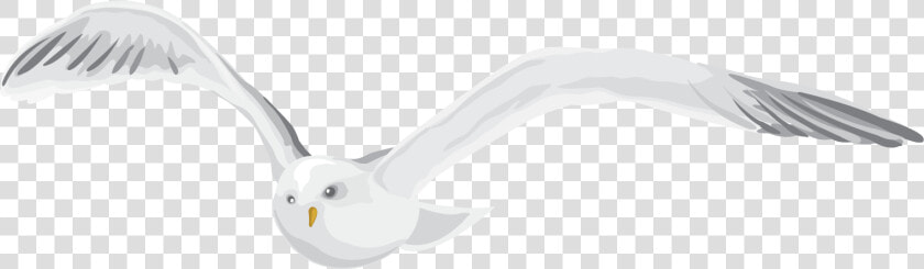 Seabird  HD Png DownloadTransparent PNG