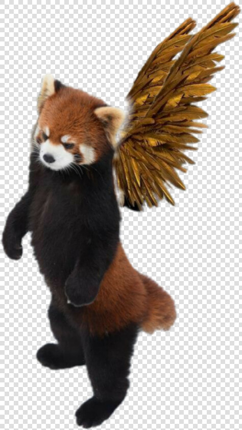  redpanda  bear  red  wings  HD Png DownloadTransparent PNG