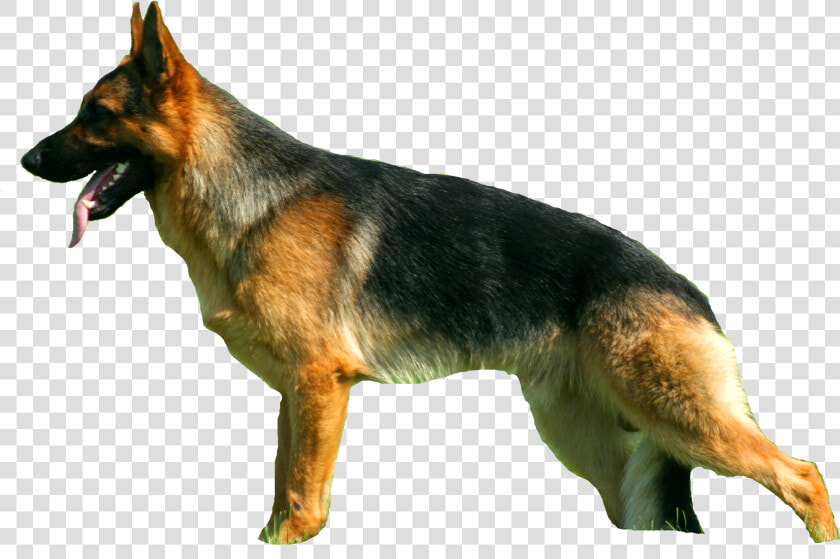 Sv Standard Zwinger   Old German Shepherd Dog  HD Png DownloadTransparent PNG