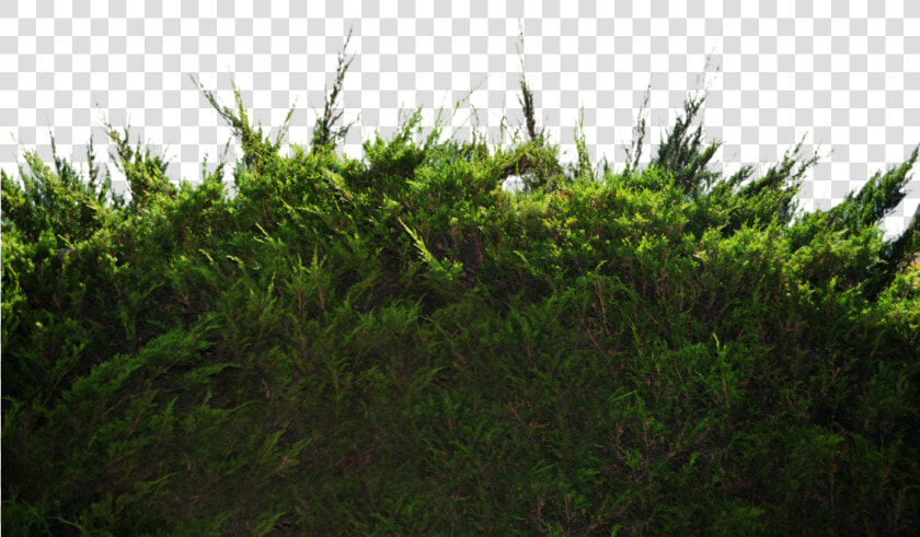 Ground Pine Bush 1 Stock Photo Dsc 0049 Png By Annamae22 d9s4405   Free Png Real Ground  Transparent PngTransparent PNG