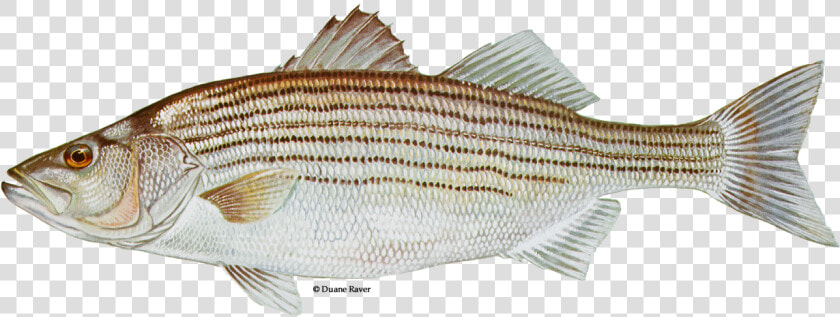 Illustration Of A Striped Bass   Striped Fish  HD Png DownloadTransparent PNG