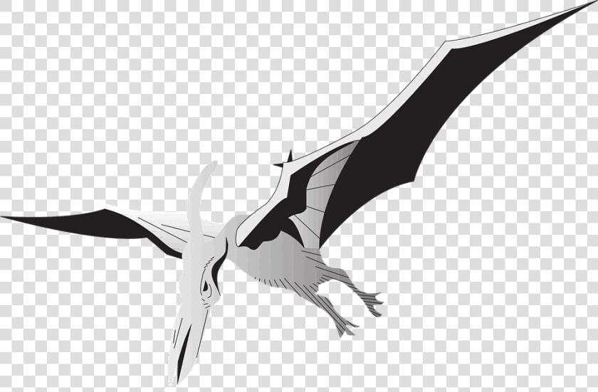 Bird  Silver  Wings  Dinosaur  Ancient  Pterodactyl   Pterodactyl Gif Png  Transparent PngTransparent PNG