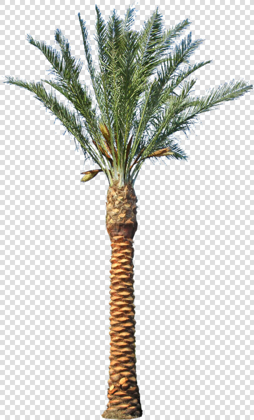 Date Palm Tree Transparent Clipart   Png Download   Elevation Palm Tree Png  Png DownloadTransparent PNG