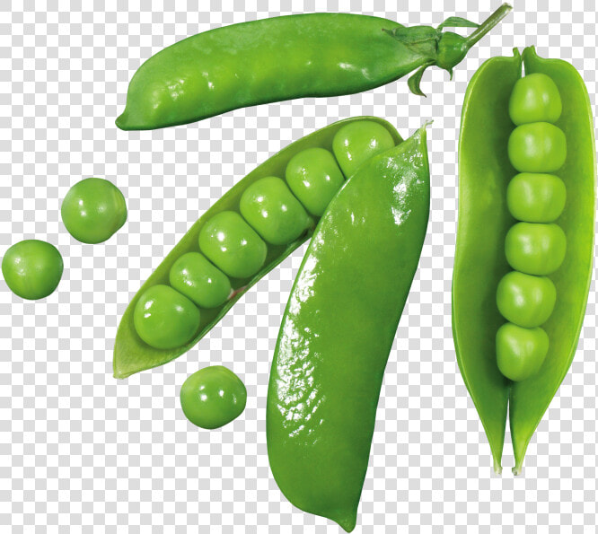 Green Pea   Png Download   Green  Transparent PngTransparent PNG