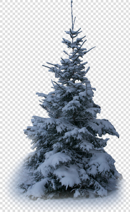  tree  trees  winter  snow  terrieasterly   Christmas Tree  HD Png DownloadTransparent PNG