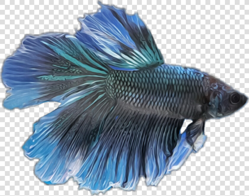 Transparent Betta Fish Clipart   Blue Betta Fish Png  Png DownloadTransparent PNG