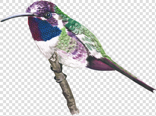 Humming Bird Png  Transparent PngTransparent PNG