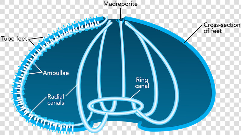 Sistema Circulatorio Del Erizo De Mar  HD Png DownloadTransparent PNG