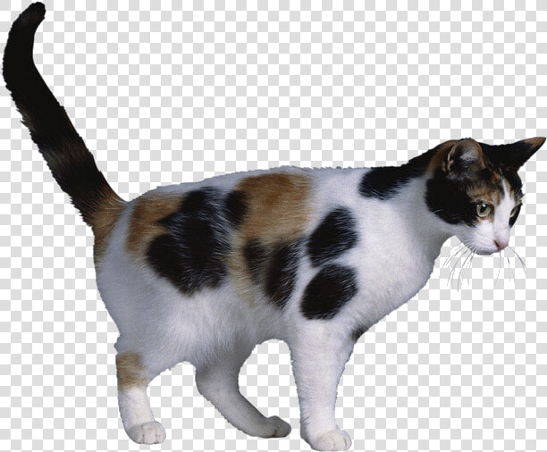 Calico Cat X Chromosome Cat Coat Genetics X inactivation   Clipart Calico Cat Transparent Background  HD Png DownloadTransparent PNG