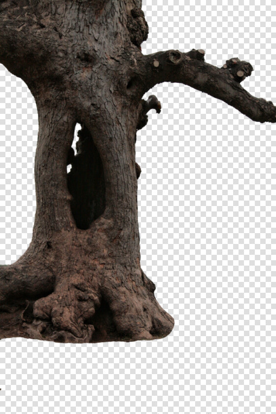 Transparent Tree Stump Clipart Free   Big Tree Png Hd  Png DownloadTransparent PNG