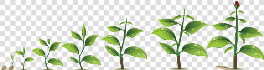 Plant Growth Png   Png Download   Transparent Plant Growth Png  Png DownloadTransparent PNG