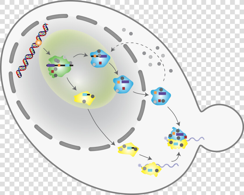 Ribosome Biogenesis   Png Download   Biogénèse Des Ribosomes  Transparent PngTransparent PNG