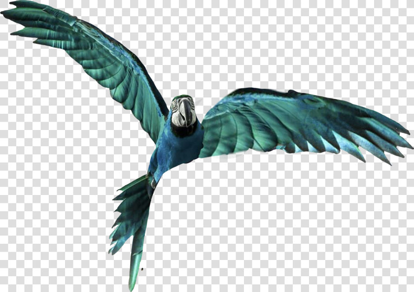 Vijay Mahar Parrot Background  HD Png DownloadTransparent PNG