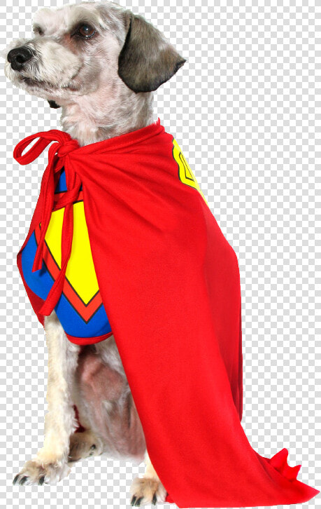 Superhero Cape Png Hd   Super Hero Dog Png  Transparent PngTransparent PNG