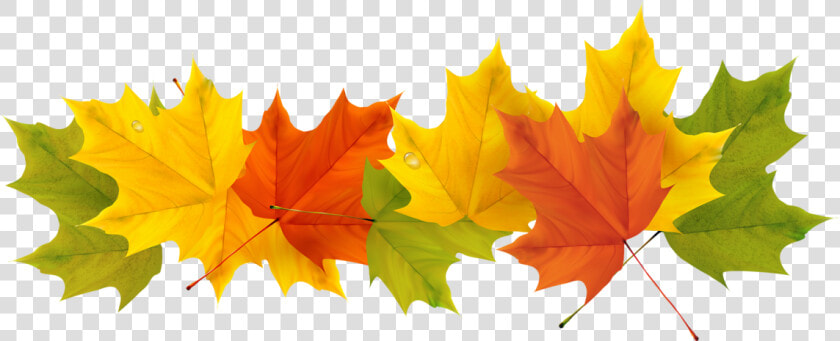 September Leaf Png   Transparent Background Fall Leaf Clipart  Png DownloadTransparent PNG