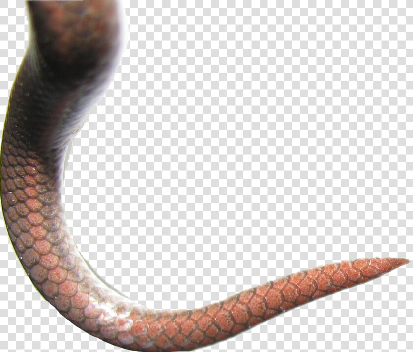 Snake Scales Png   Snake Tail Transparent Background  Png DownloadTransparent PNG