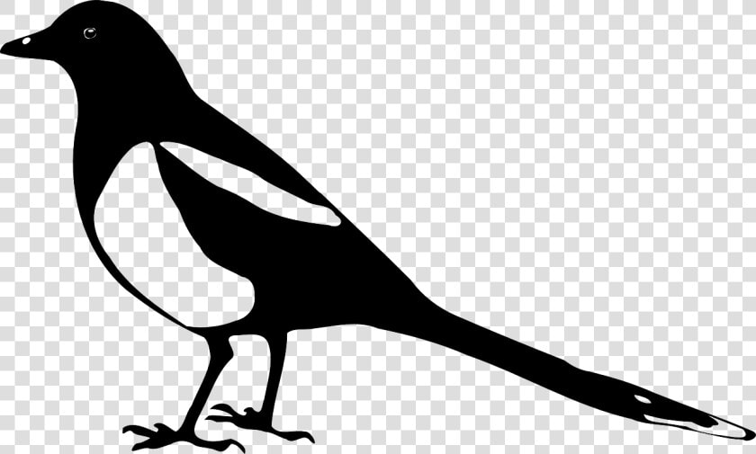 Magpie  Animal  Bird  Crow  Nature  Silhouette  Stencil   Magpie Clip Art  HD Png DownloadTransparent PNG