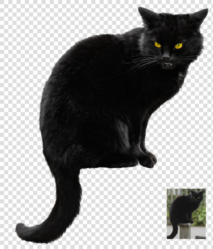 Halloween Black Cat Vector Free Png Photo   Black Cat Transparent Background  Png DownloadTransparent PNG