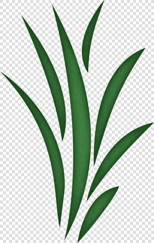 Clip Art Seagrass Clipart   Seaweed With No Background  HD Png DownloadTransparent PNG