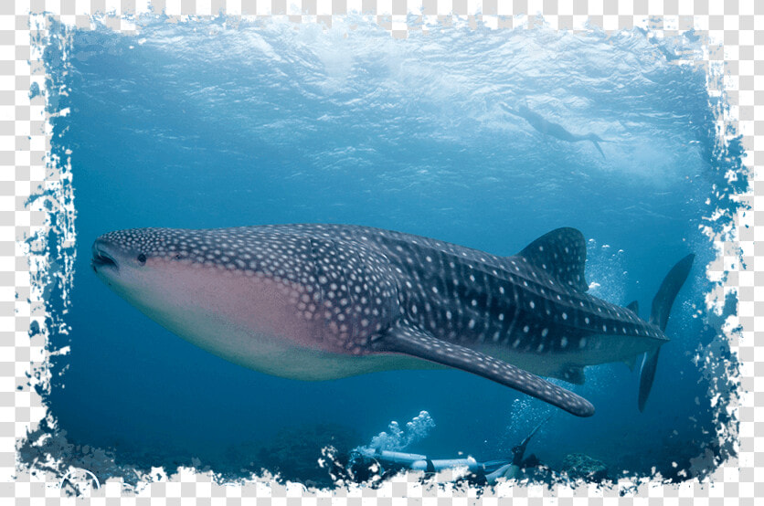 Maldives   Whale Shark   Sun Island Whale Shark  HD Png DownloadTransparent PNG