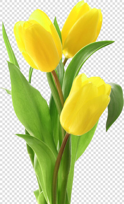 Yellow Tulips Png Free Image Download   Yellow Tulips Png  Transparent PngTransparent PNG