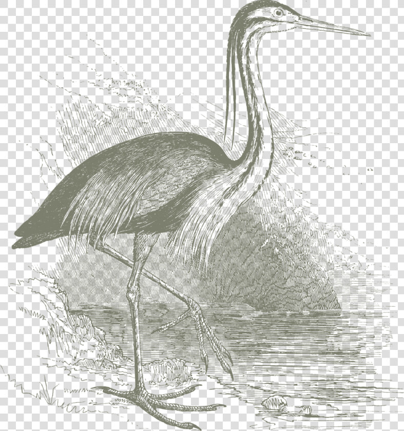 Transparent Crane Bird Png   Great Blue Heron  Png DownloadTransparent PNG