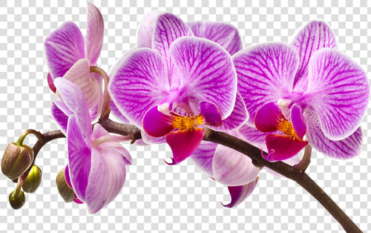 Imagem De Orquideas Em Png  Transparent PngTransparent PNG