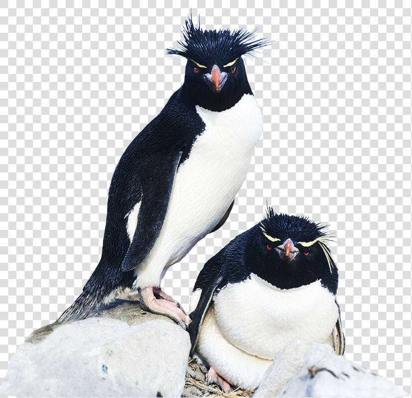 Rockhopper Penguin Clipart   Rockhopper Penguin Cut Out  HD Png DownloadTransparent PNG