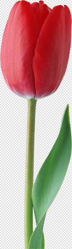 Red Tulip Png Image   Red Tulip Flower Png  Transparent PngTransparent PNG