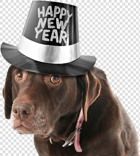 Clip Art Happy New Year Pets   New Years Eve Dog  HD Png DownloadTransparent PNG