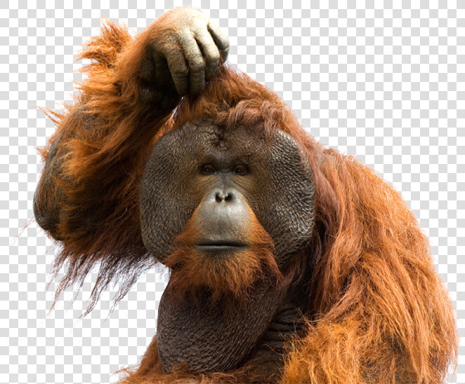 Orangutan Png  Transparent PngTransparent PNG