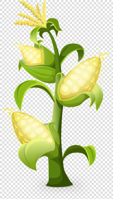 Yellow  Corn  Plants  Maize  Grains  Golden   Producer And Consumer Organisms  HD Png DownloadTransparent PNG