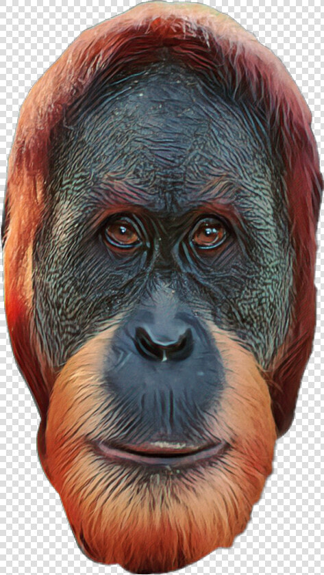 Monkey   Png Download   Orang Utan Face Png Transparent  Png DownloadTransparent PNG