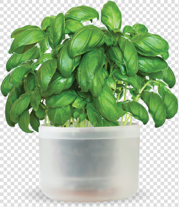 O Hanlon Herbs   Flowerpot  HD Png DownloadTransparent PNG