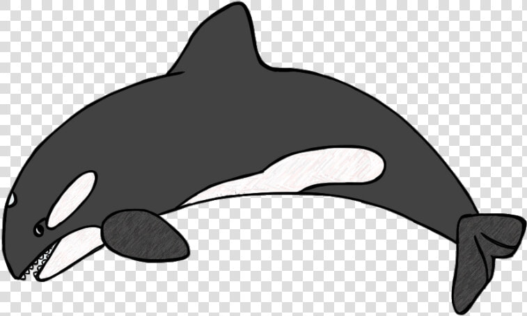 Killer Whale Drawing For Kids   Orca Clipart  HD Png DownloadTransparent PNG