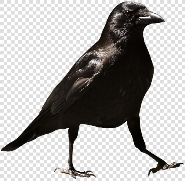 Common Raven Png Hd   Raven Bird Png Transparent Background  Png DownloadTransparent PNG