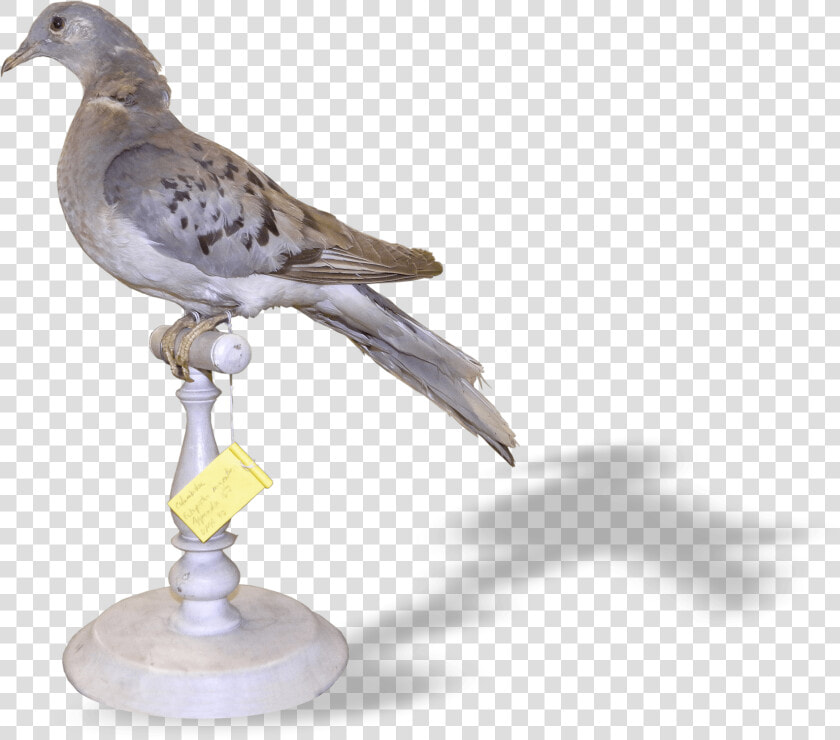 American Mourning Dove   Png Download   American Mourning Dove  Transparent PngTransparent PNG