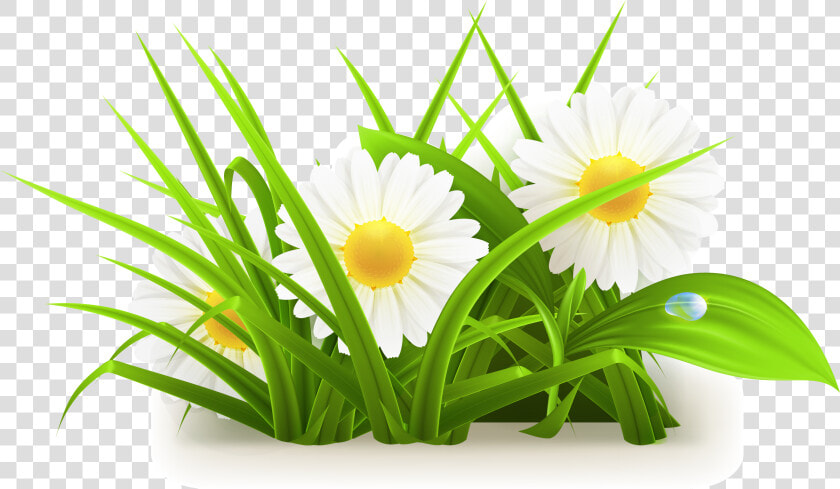 Daisy Clipart Grass   Grass Flowers Vector Png  Transparent PngTransparent PNG