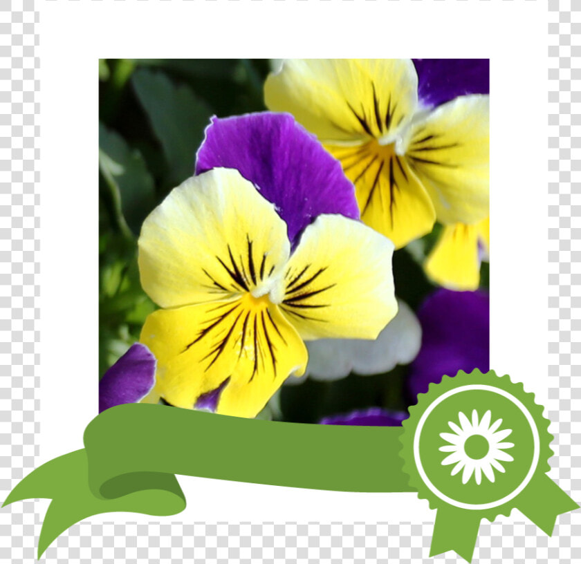 Pansy  HD Png DownloadTransparent PNG