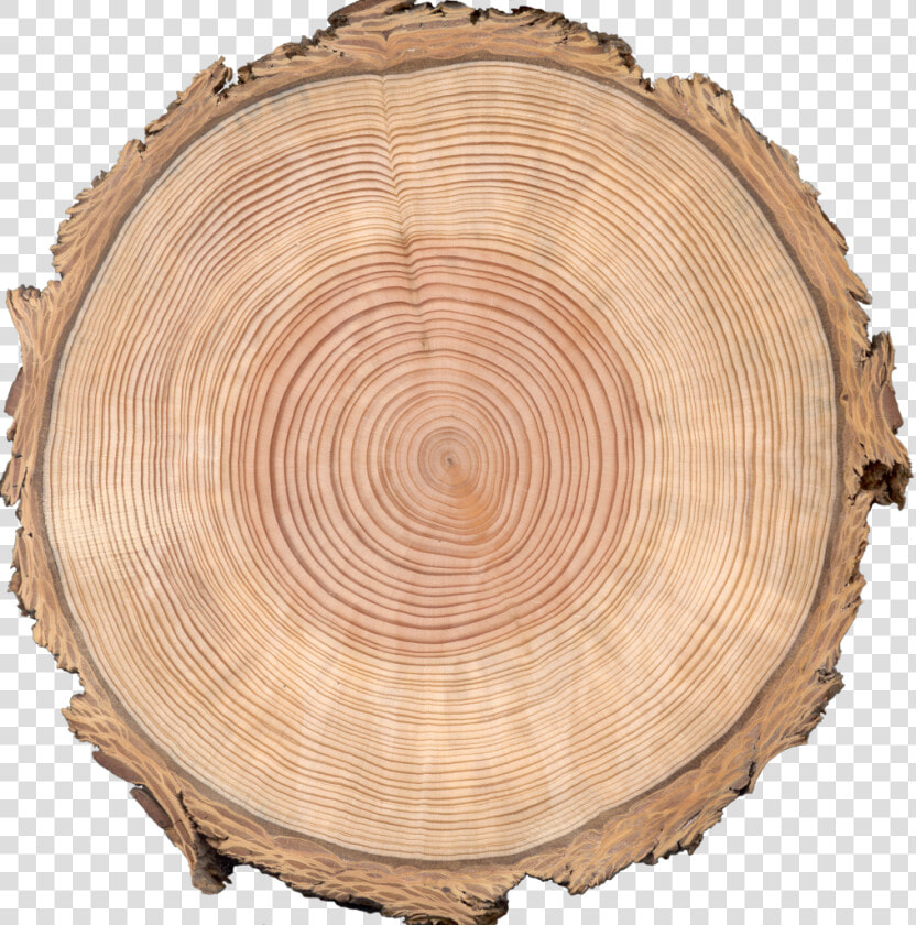 Zuni Doug Fir Alpha   Tree Cross Section Png  Transparent PngTransparent PNG