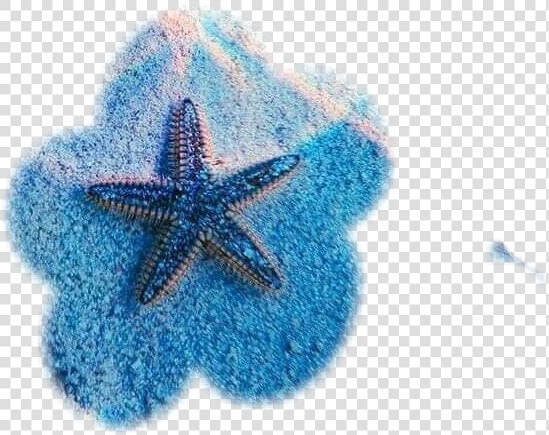  estrella De Mar   Starfish  HD Png DownloadTransparent PNG