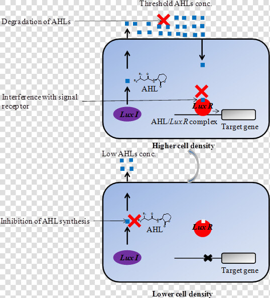 Int J Biol Sci Image   Inhibition Of Quorum Sensing  HD Png DownloadTransparent PNG